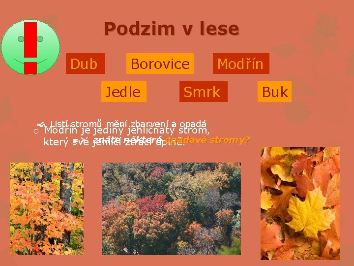 Podzim v lese Dub Borovice Jedle Modřín Smrk Listí stromů mění zbarvení a opadá