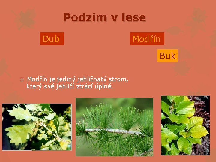 Podzim v lese Dub Modřín Buk o Modřín je jediný jehličnatý strom, který své