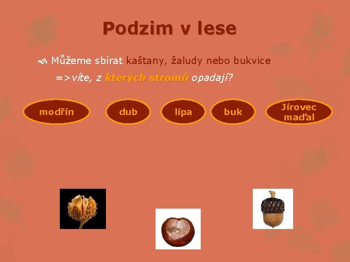 Podzim v lese Můžeme sbírat kaštany, žaludy nebo bukvice =>víte, z kterých stromů opadají?