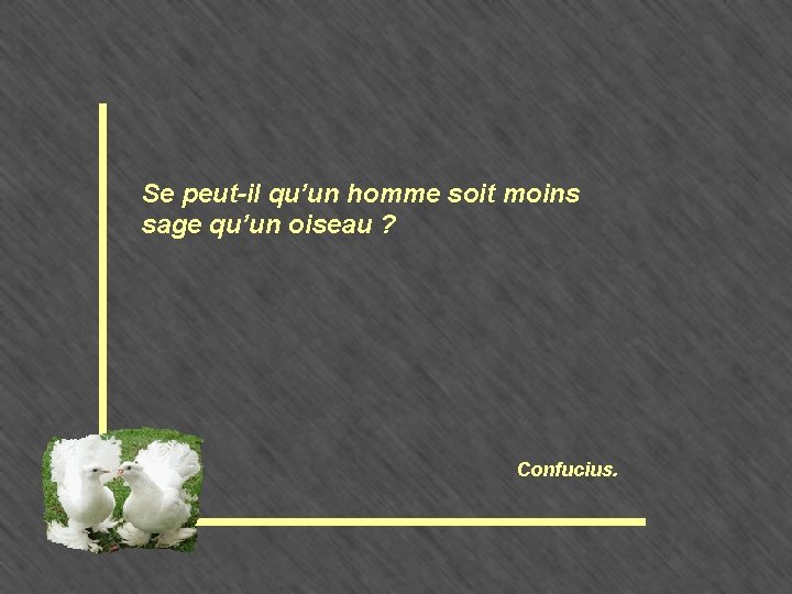 Se peut-il qu’un homme soit moins sage qu’un oiseau ? Confucius. 