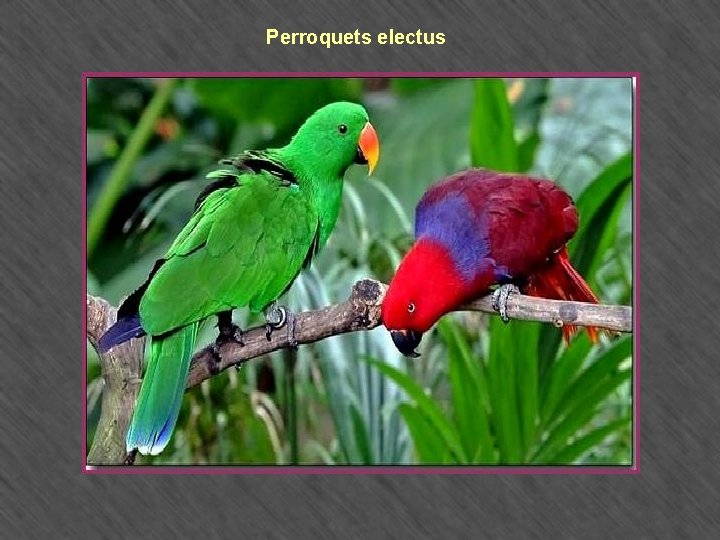 Perroquets electus 