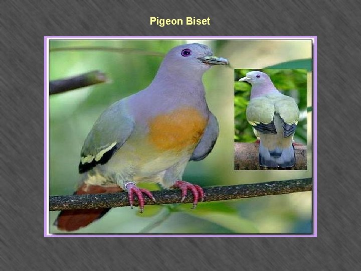 Pigeon Biset 