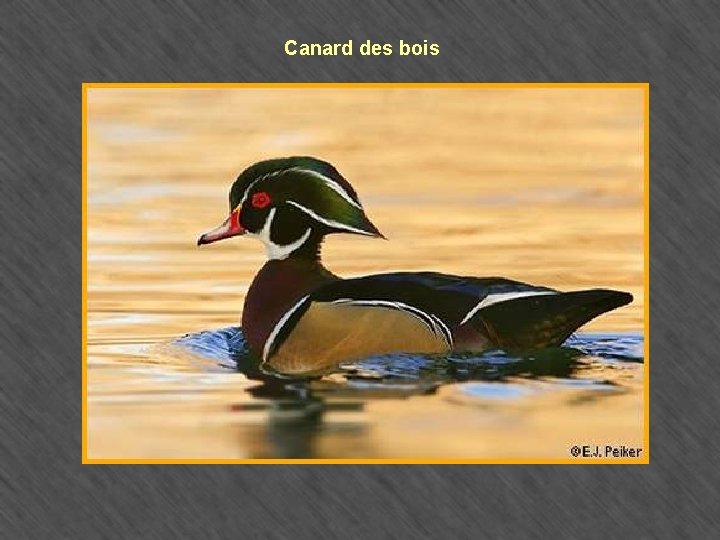 Canard des bois 