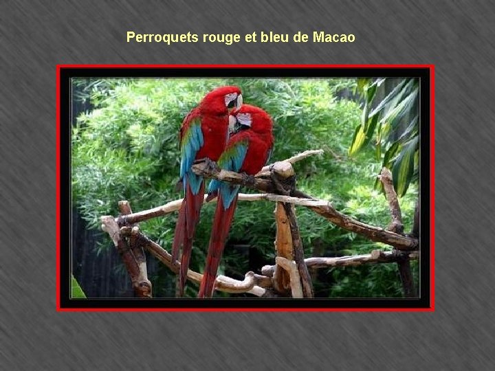 Perroquets rouge et bleu de Macao 