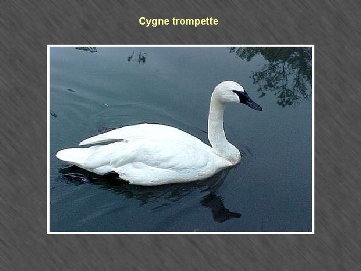 Cygne trompette 