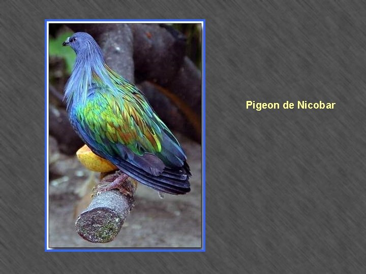 Pigeon de Nicobar 