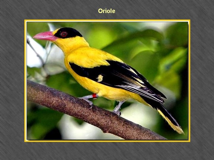 Oriole 