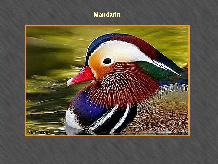 Mandarin 