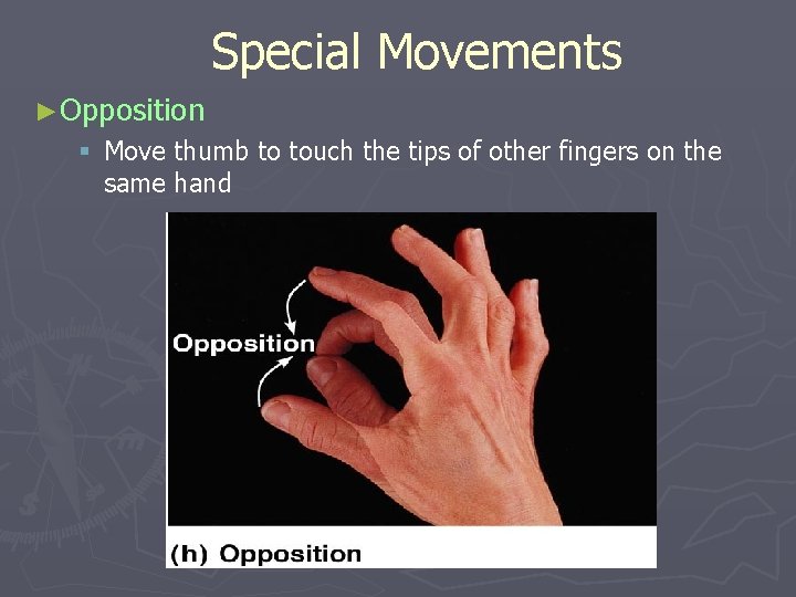 Special Movements ►Opposition § Move thumb to touch the tips of other fingers on