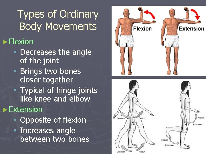 Types of Ordinary Body Movements ►Flexion § Decreases the angle of the joint §