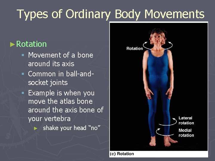 Types of Ordinary Body Movements ►Rotation § Movement of a bone around its axis