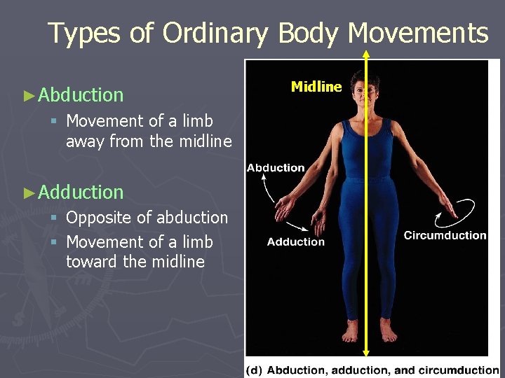 Types of Ordinary Body Movements ►Abduction § Movement of a limb away from the