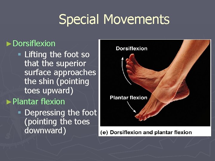 Special Movements ►Dorsiflexion § Lifting the foot so that the superior surface approaches the