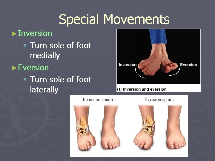Special Movements ►Inversion § Turn sole of foot medially ►Eversion § Turn sole of