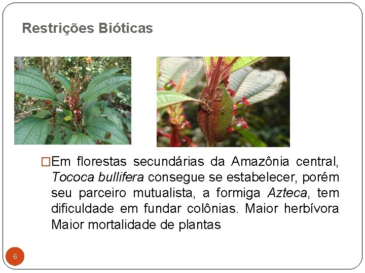 Restrições Bióticas �Em florestas secundárias da Amazônia central, Tococa bullifera consegue se estabelecer, porém