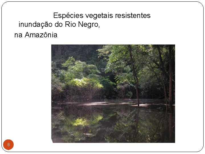 Espécies vegetais resistentes inundação do Rio Negro, na Amazônia 8 