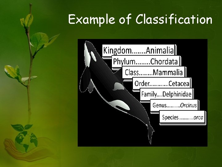 Example of Classification 