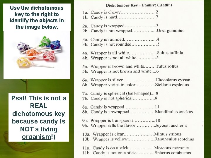 Use the dichotomous key to the right to identify the objects in the image