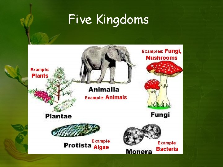 Five Kingdoms Examples: Fungi, Mushrooms Example: Plants Example: Animals Example: Algae Example: Bacteria 
