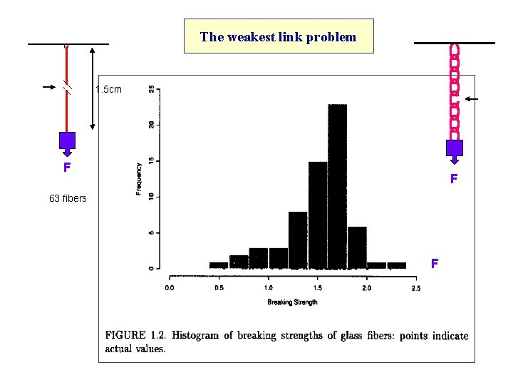 The weakest link problem 1. 5 cm F F 63 fibers F 