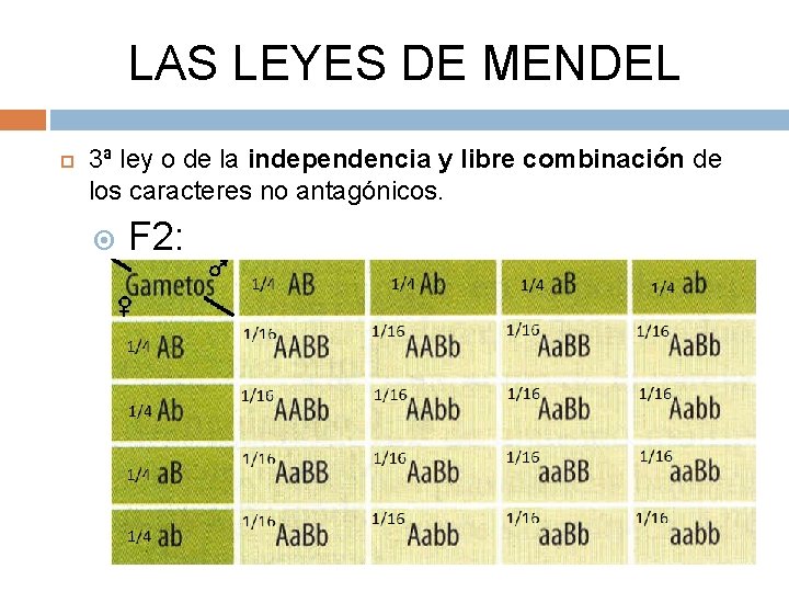 LAS LEYES DE MENDEL 3ª ley o de la independencia y libre combinación de