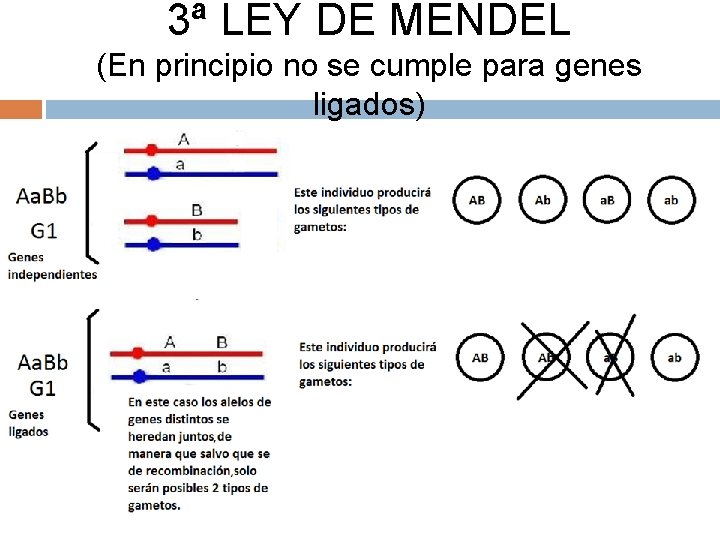 3ª LEY DE MENDEL (En principio no se cumple para genes ligados) Para genes