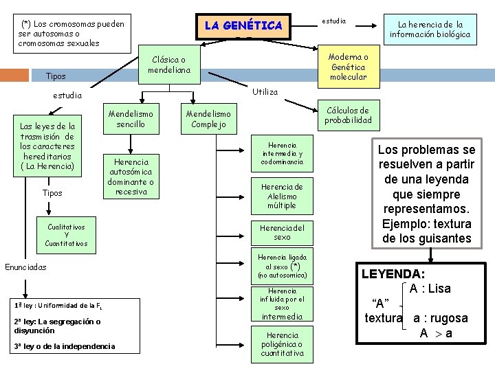 LA GENÉTICA (*) Los cromosomas pueden ser autosomas o cromosomas sexuales Utiliza estudia Las