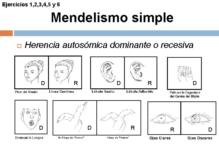 Ejercicios 1, 2, 3, 4, 5 y 6 Mendelismo simple Herencia autosómica dominante o