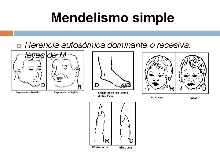 Mendelismo simple Herencia autosómica dominante o recesiva: leyes de M. D R R D