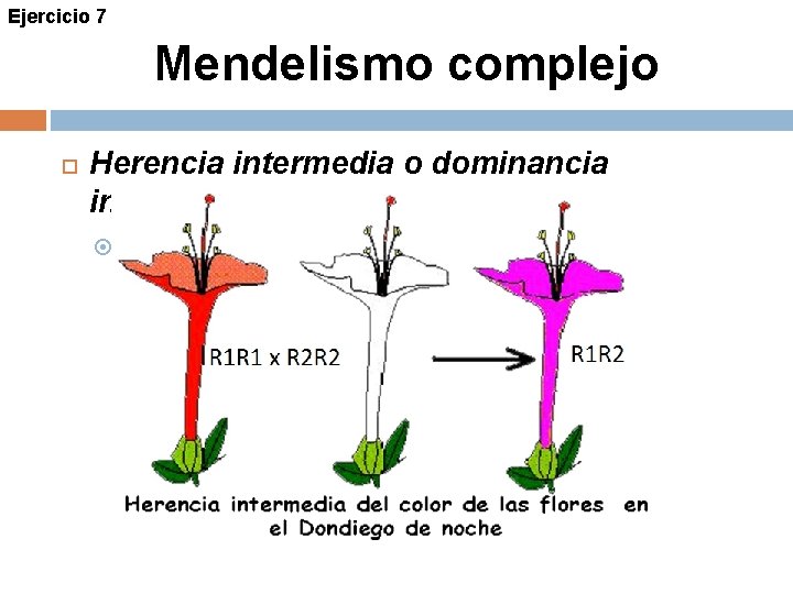 Ejercicio 7 Mendelismo complejo Herencia intermedia o dominancia incompleta Alelos codominantes A 1 =