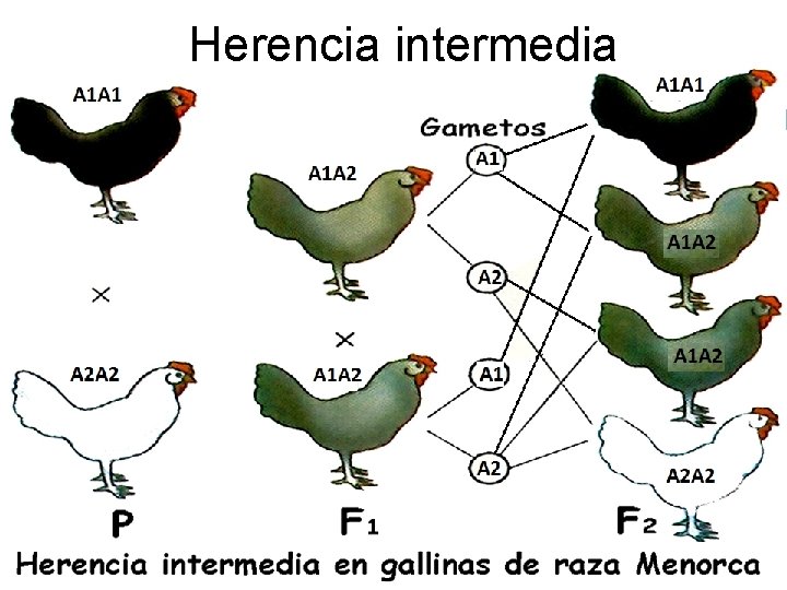 Herencia intermedia 