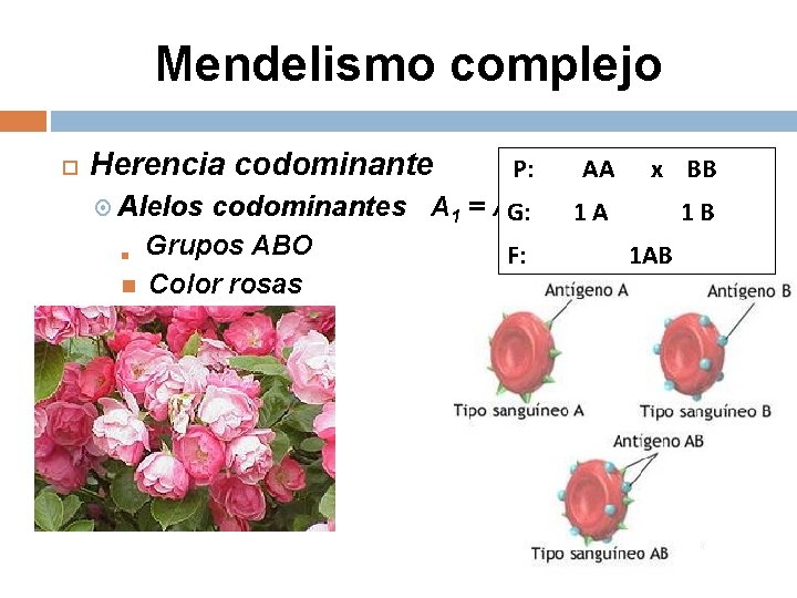 Mendelismo complejo Herencia codominante P: AA x BB codominantes A 1 = AG: 2