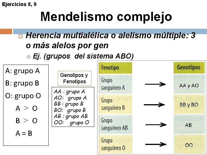 Ejercicios 8, 9 Mendelismo complejo Herencia multialélica o alelismo múltiple: 3 o más alelos