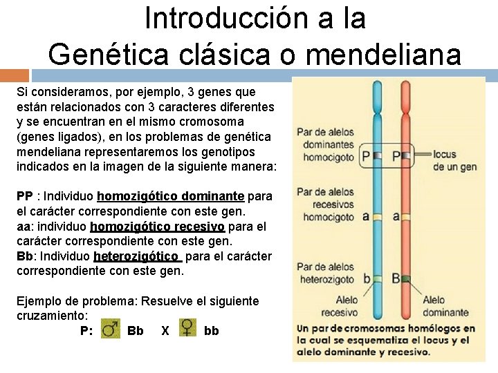 Introducción a la Genética clásica o mendeliana Si consideramos, por ejemplo, 3 genes que