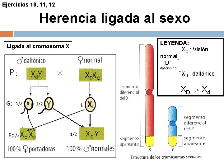 Ejercicios 10, 11, 12 Herencia ligada al sexo Ligada al cromosoma X LEYENDA: XD