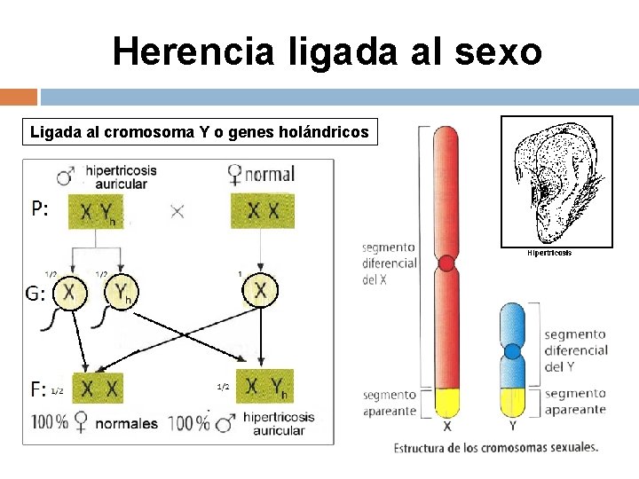 Herencia ligada al sexo Ligada al cromosoma Y o genes holándricos 