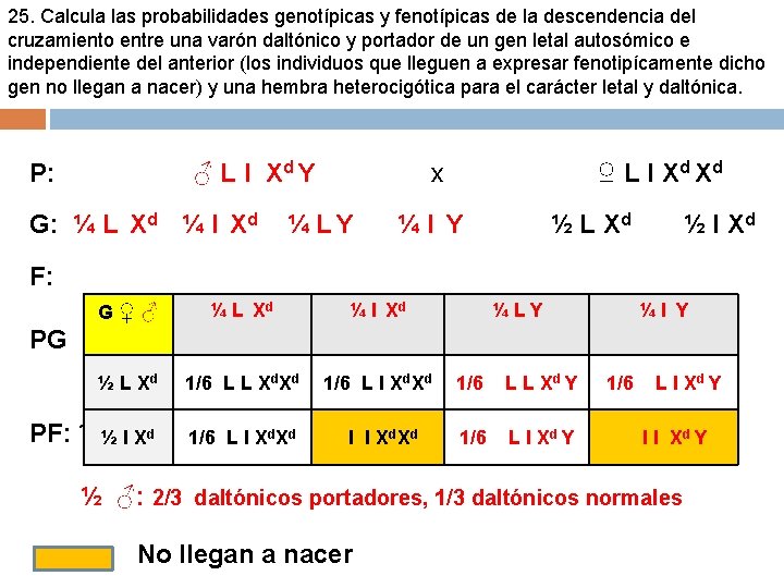 25. Calcula las probabilidades genotípicas y fenotípicas de la descendencia del cruzamiento entre una