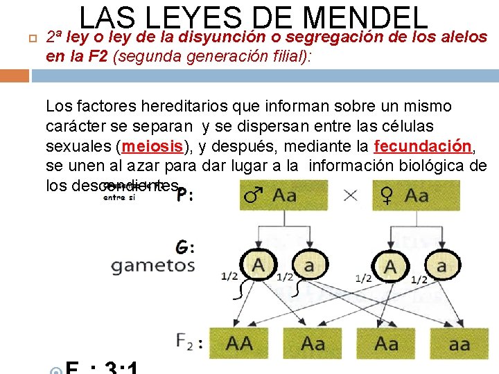  LAS LEYES DE MENDEL 2ª ley o ley de la disyunción o segregación