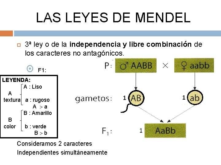 LAS LEYES DE MENDEL 3ª ley o de la independencia y libre combinación de