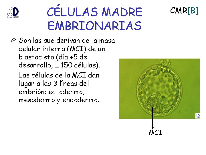 CÉLULAS MADRE EMBRIONARIAS CMR[B] Son las que derivan de la masa celular interna (MCI)