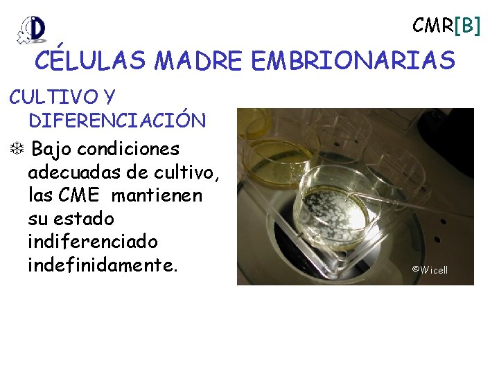 CMR[B] CÉLULAS MADRE EMBRIONARIAS CULTIVO Y DIFERENCIACIÓN Bajo condiciones adecuadas de cultivo, las CME