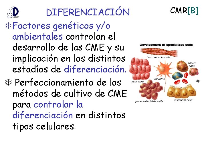 DIFERENCIACIÓN Factores genéticos y/o ambientales controlan el desarrollo de las CME y su implicación