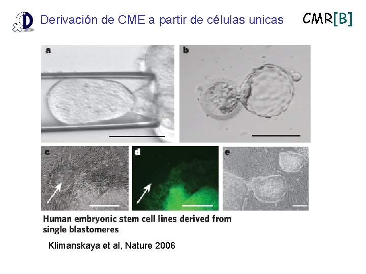 Derivación de CME a partir de células unicas Klimanskaya et al, Nature 2006 CMR[B]