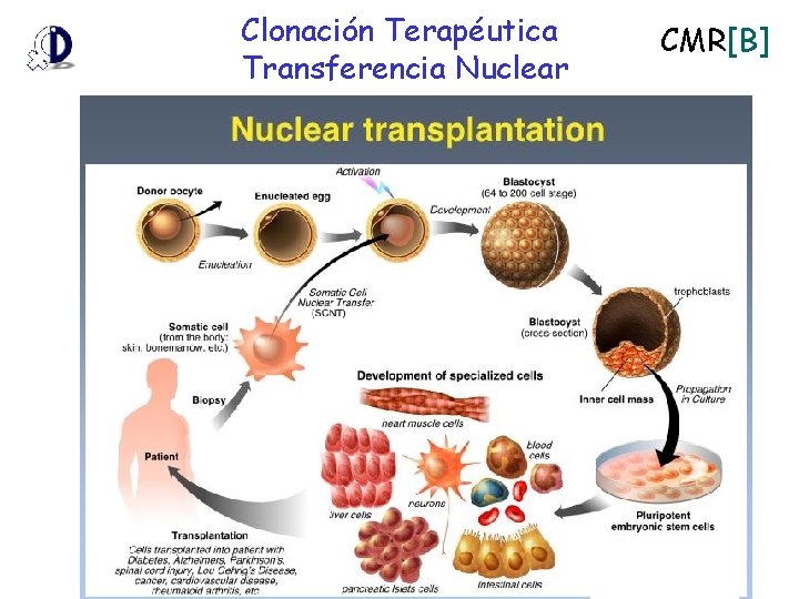 Clonación Terapéutica Transferencia Nuclear CMR[B] 