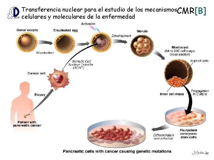 Transferencia nuclear para el estudio de los mecanismos. CMR[B] celulares y moleculares de la