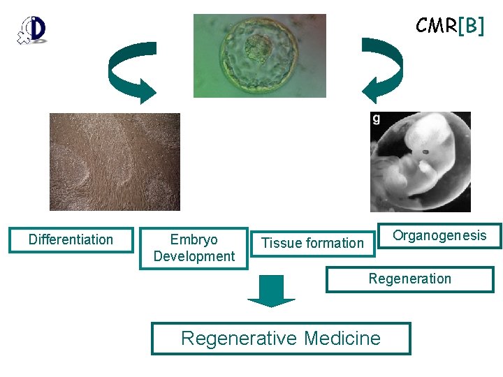 CMR[B] Differentiation Embryo Development Organogenesis Tissue formation Regenerative Medicine 