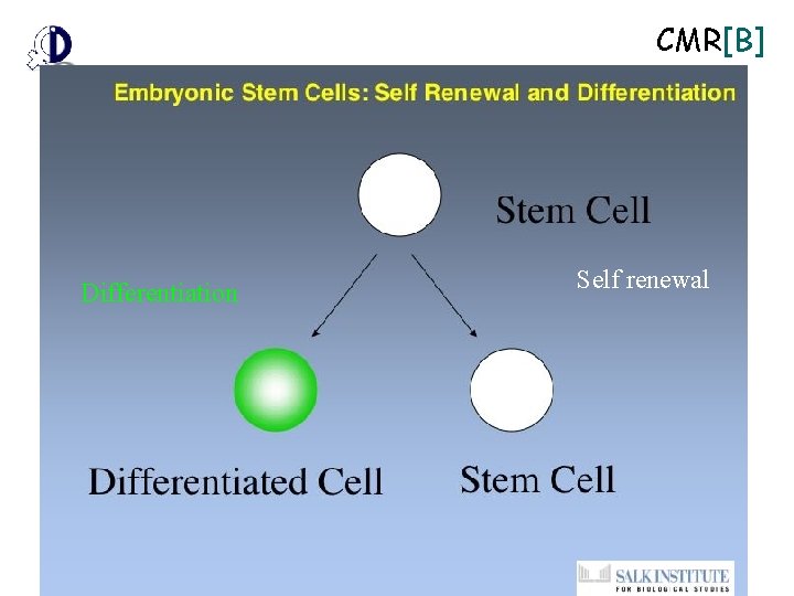 CMR[B] Differentiation Self renewal 