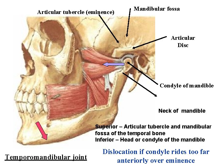 Articular tubercle (eminence) Mandibular fossa Articular Disc Condyle of mandible Neck of mandible Superior