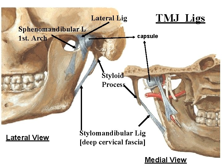 TMJ Ligs Lateral Lig Sphenomandibular L 1 st. Arch capsule Styloid Process Lateral View