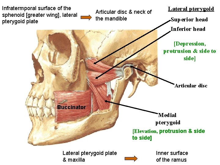 Infratermporal surface of the sphenoid [greater wing], lateral pterygoid plate Articular disc & neck